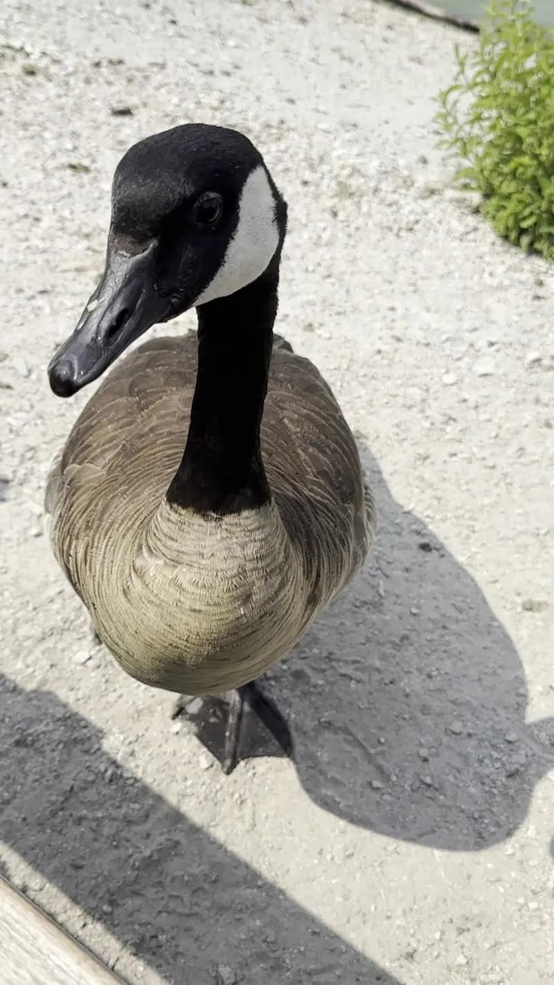 View of Stanley Park Ecology Nature House on Lost Lagoon in Vancouver, BC