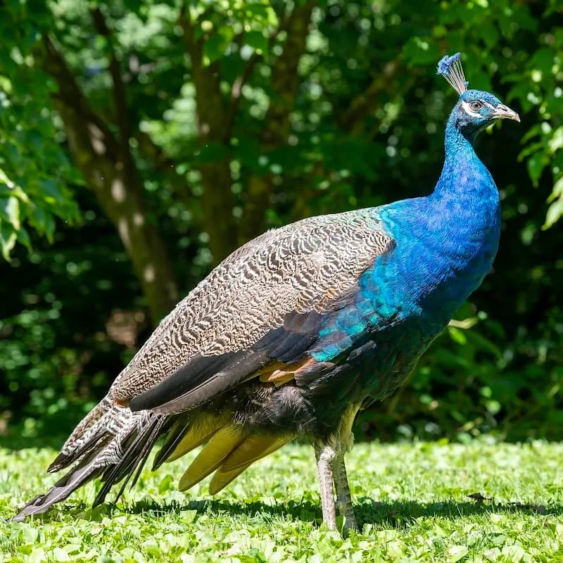 Staten Island Zoo zoo in Staten Island, NY