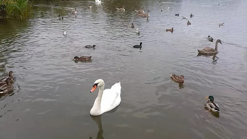 View of Østensjøvannet lake in Barum, Oslo