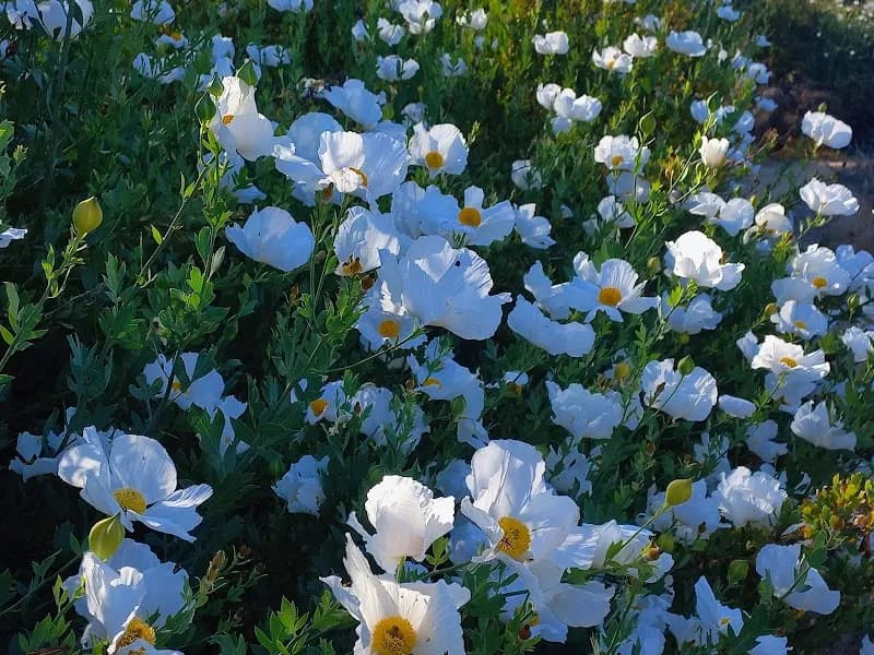 View of Stevens Creek Trail in Mountain View, CA