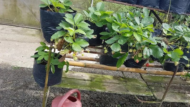 Strawberry Farm Tagaytay farm in Tagaytay, NCR