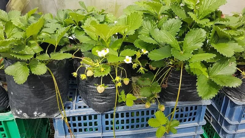 View of Strawberry Farm Tagaytay in Tagaytay, NCR
