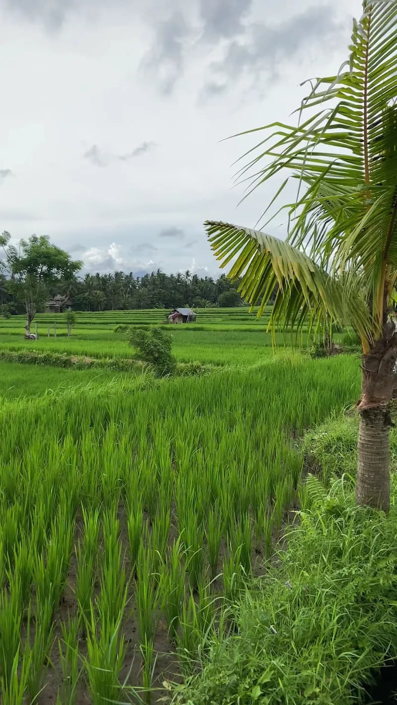 View of Subak Juwuk Manis Rice fields walk in Bangli, Bali