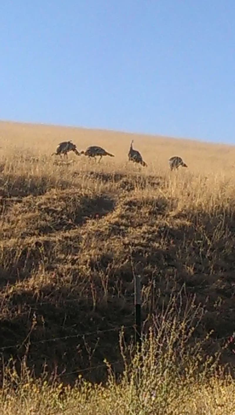 View of Sunol Valley Golf Club in Sunol, CA