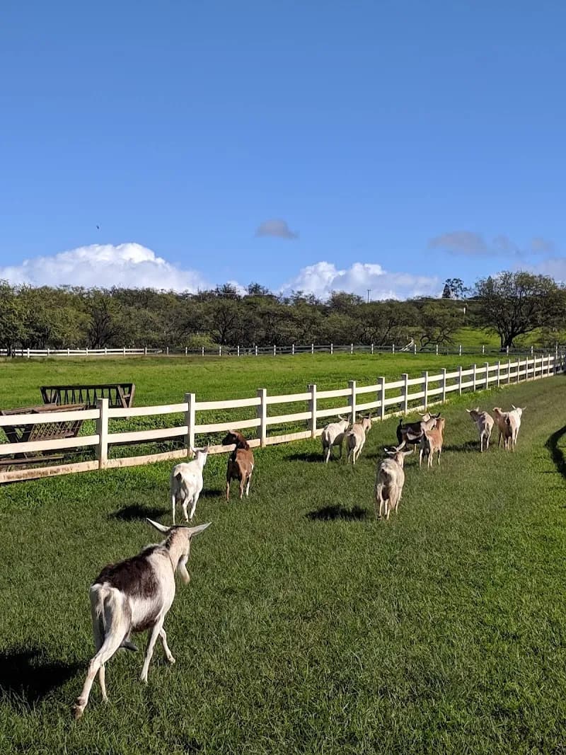 Surfing Goat Dairy tourist attraction in Maui, HI