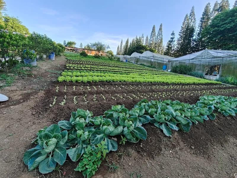 View of SVD Farm in Tagaytay, NCR