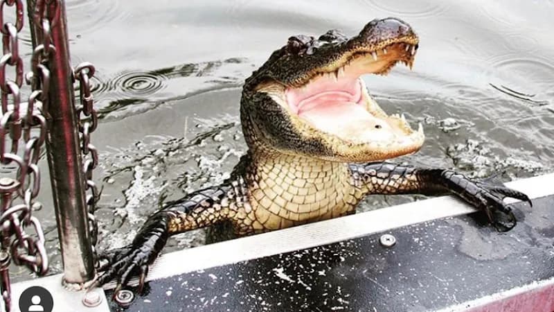 Swamp Tours New Orleans tourist attraction in New Orleans, LA