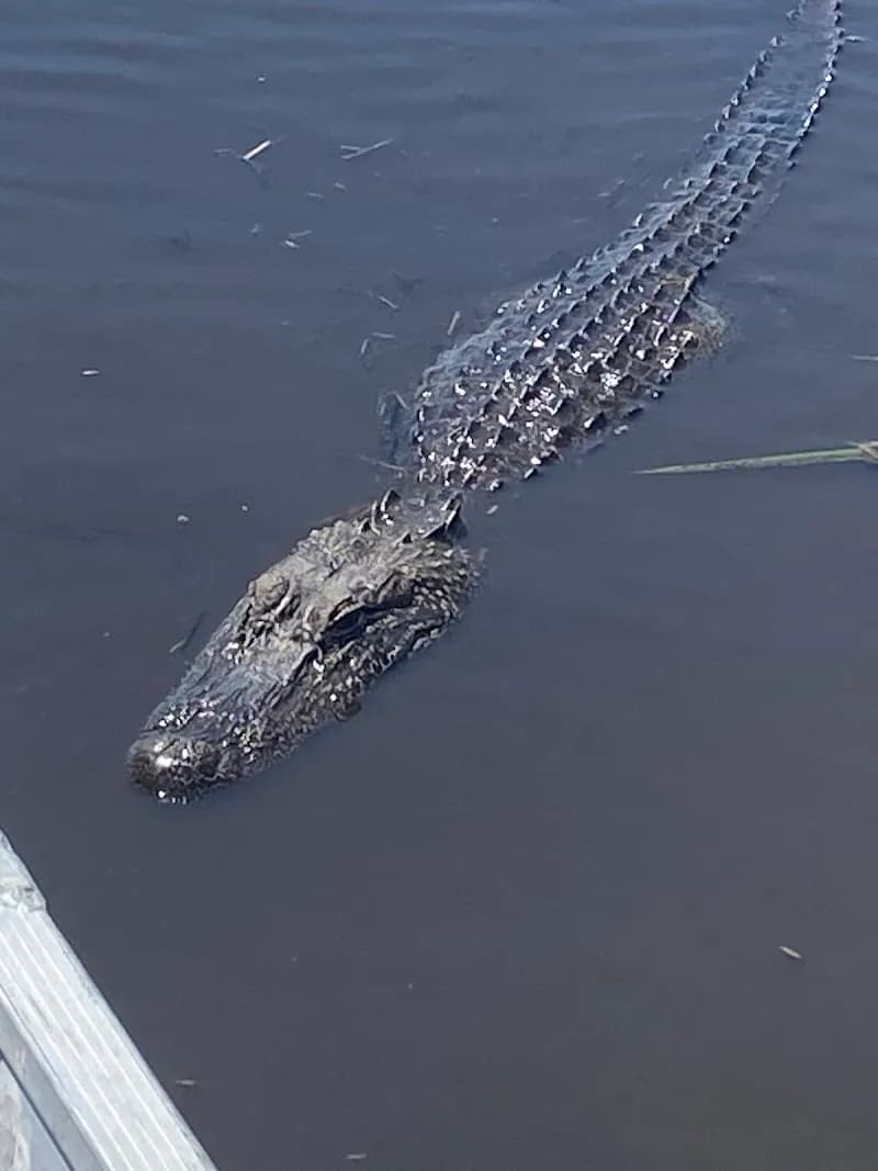 View of Swamp Tours New Orleans in New Orleans, LA