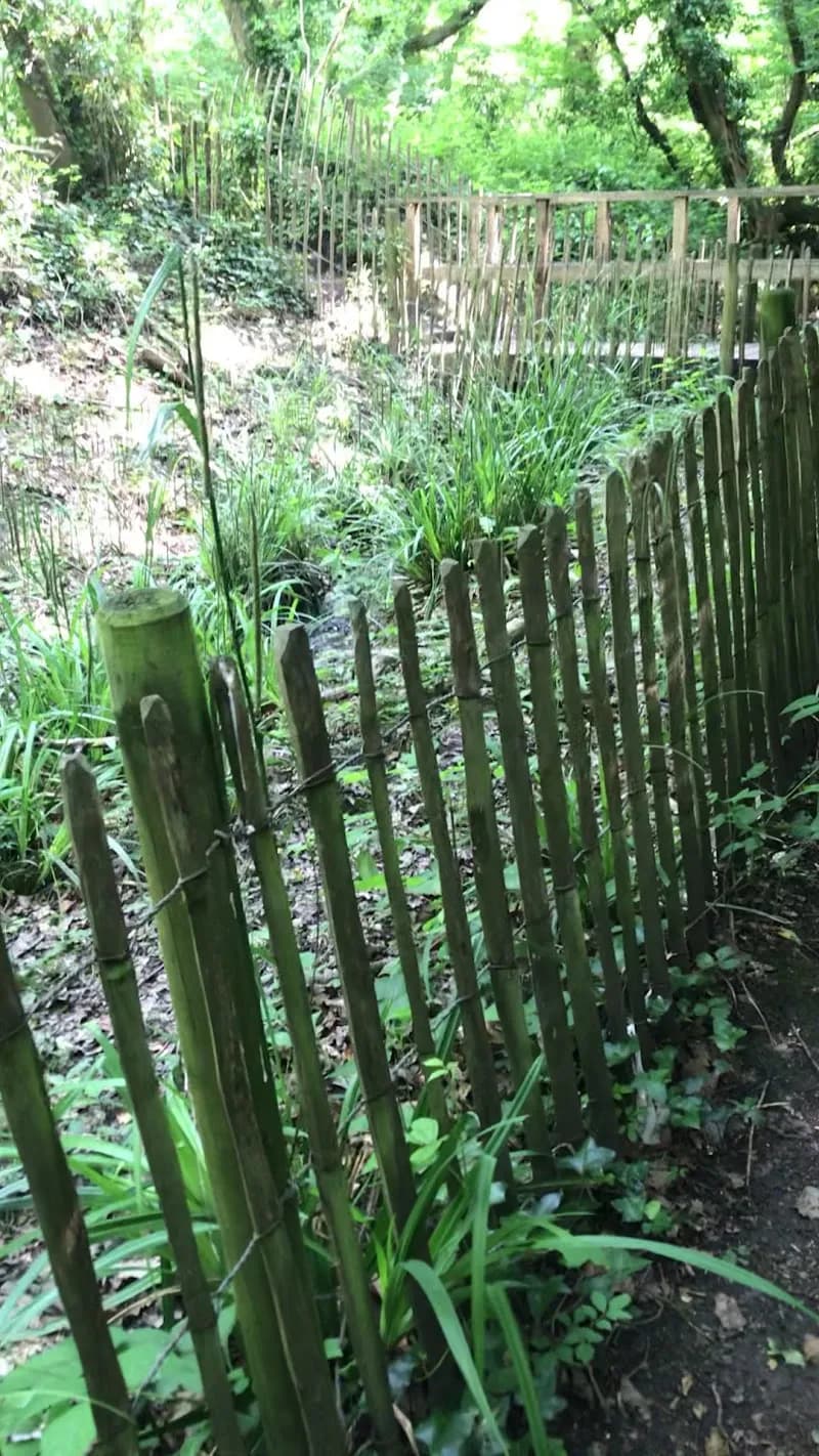 View of Sydenham Hill Wood in Dulwich, London
