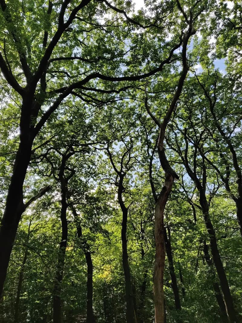 View of Sydenham Hill Wood in Dulwich, London