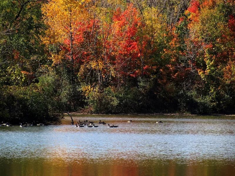 View of Sylvan Glen Lake Park in Troy, MI