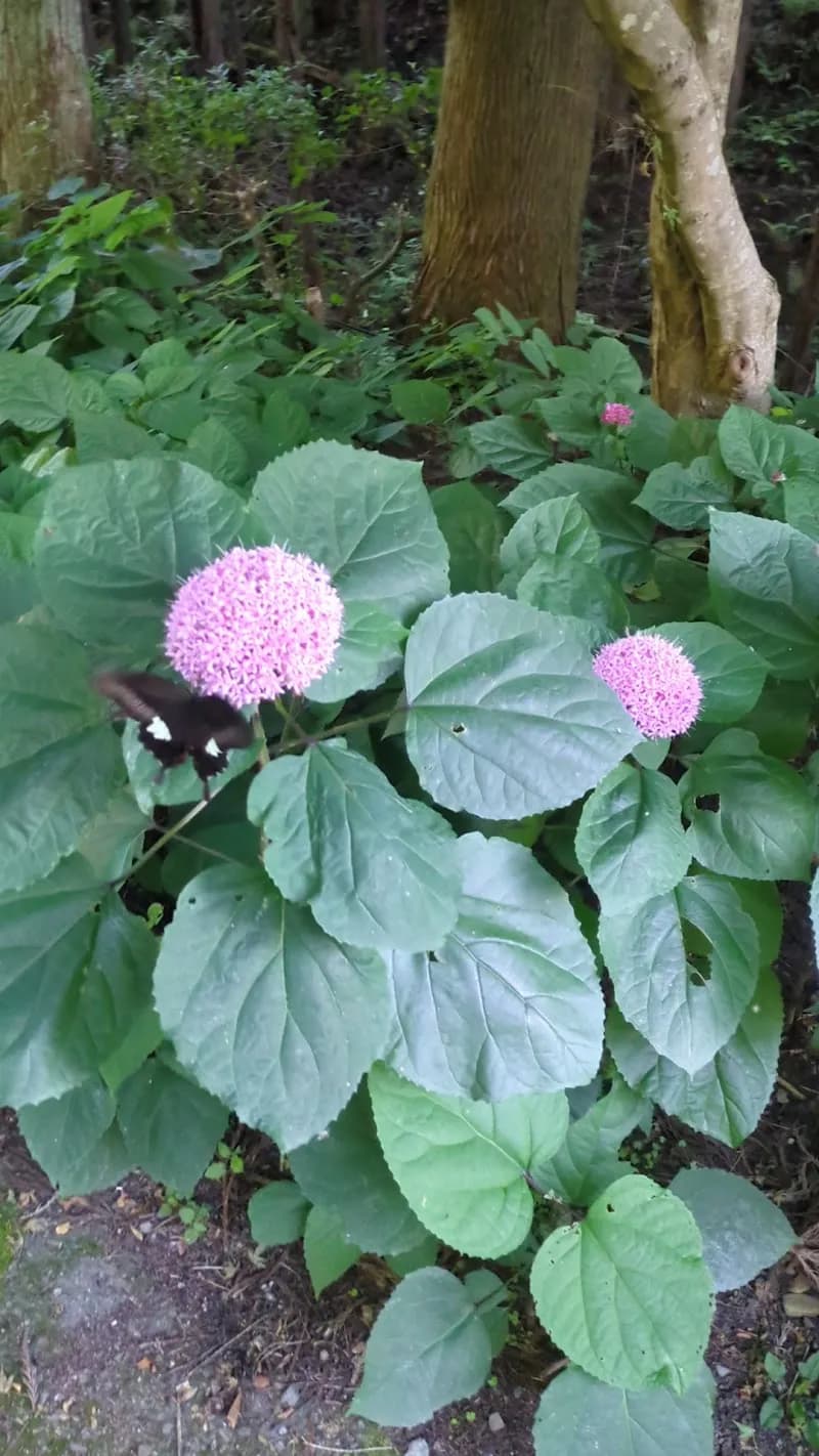 View of Takatsuki Forest Tourism Center in Takatsuki, Osaka