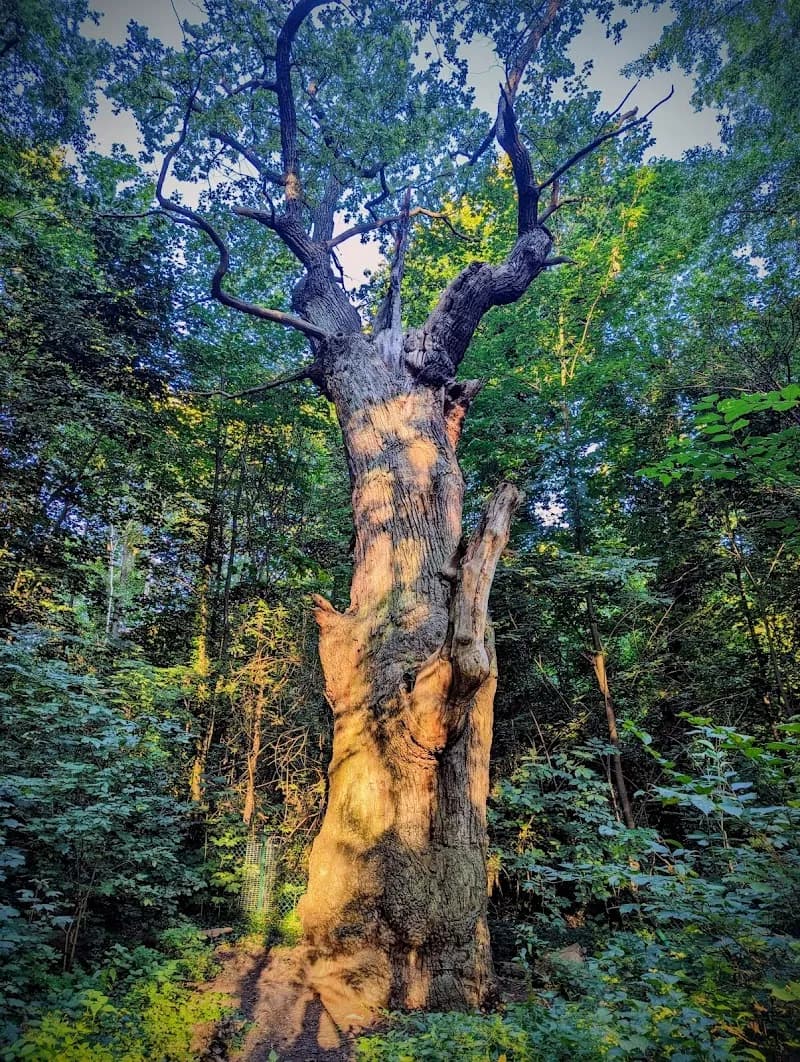 Tegel forest (southern part) nature preserve in Reinickendorf, BE
