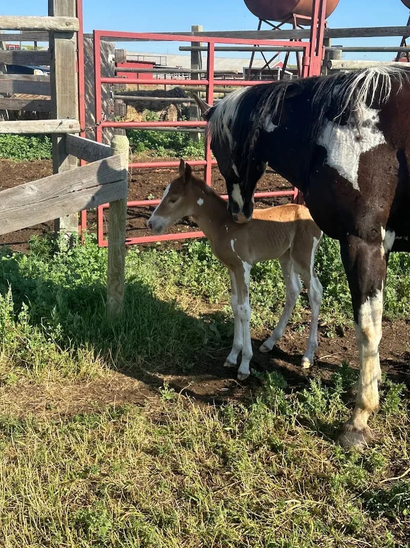 Terry Bison Ranch Resort stable in Cheyenne, WY