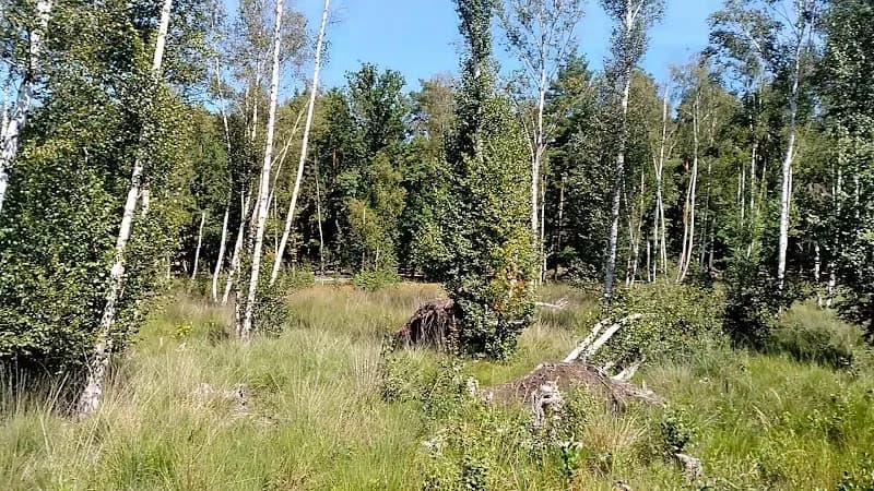 View of Teufelsseemoor Köpenick in Berlin, BE