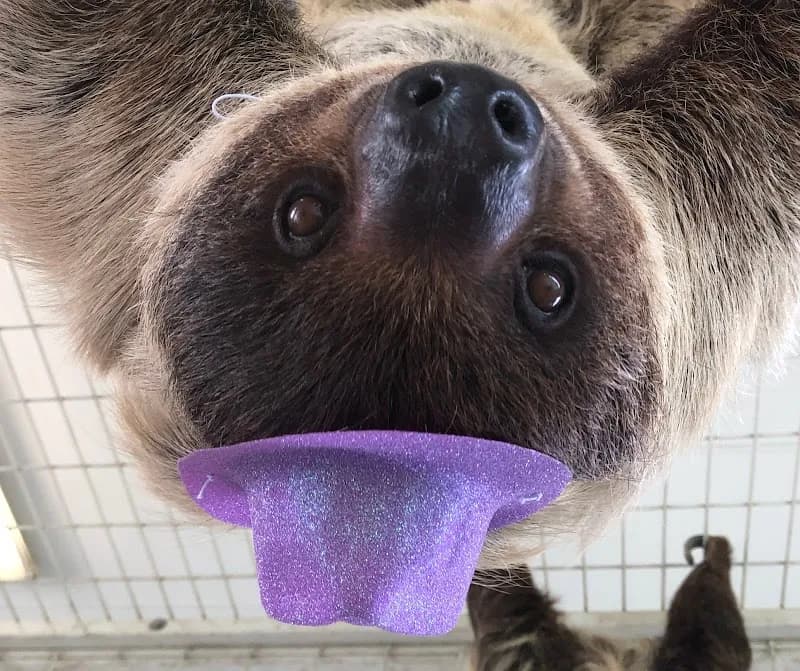 TGR Exotics Wildlife Park zoo in Spring, TX