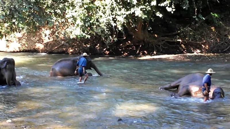 View of The Elephant Training Center Chiang Dao in Chiang Dao, CM