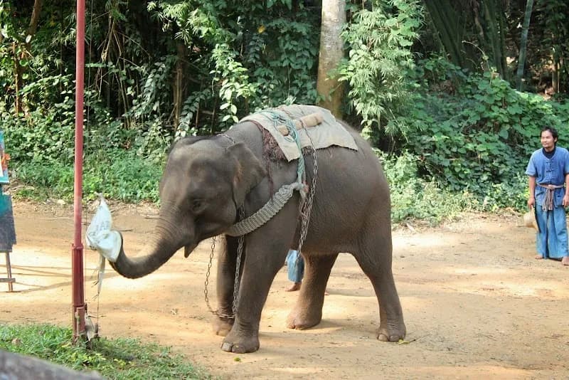 View of The Elephant Training Center Chiang Dao in Chiang Dao, CM