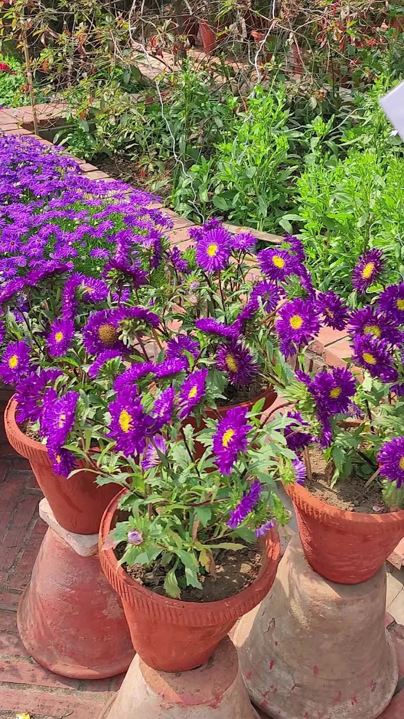 View of The Garden of Five Senses in Delhi, DL