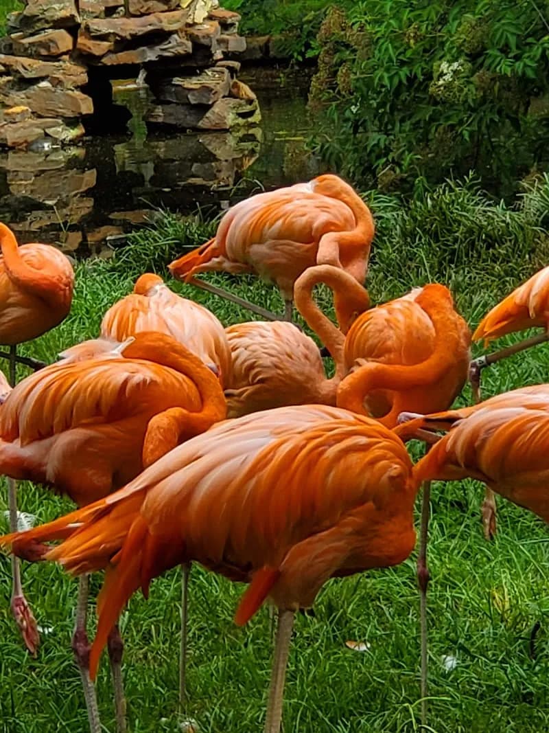 View of The Jackson Zoo in Jackson, MS