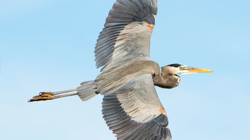 The Last Wilderness Eco-Swamp Tours & Cabins real estate agency in Baton Rouge, LA