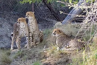 View of The Living Desert Zoo and Gardens in Palm Springs, CA