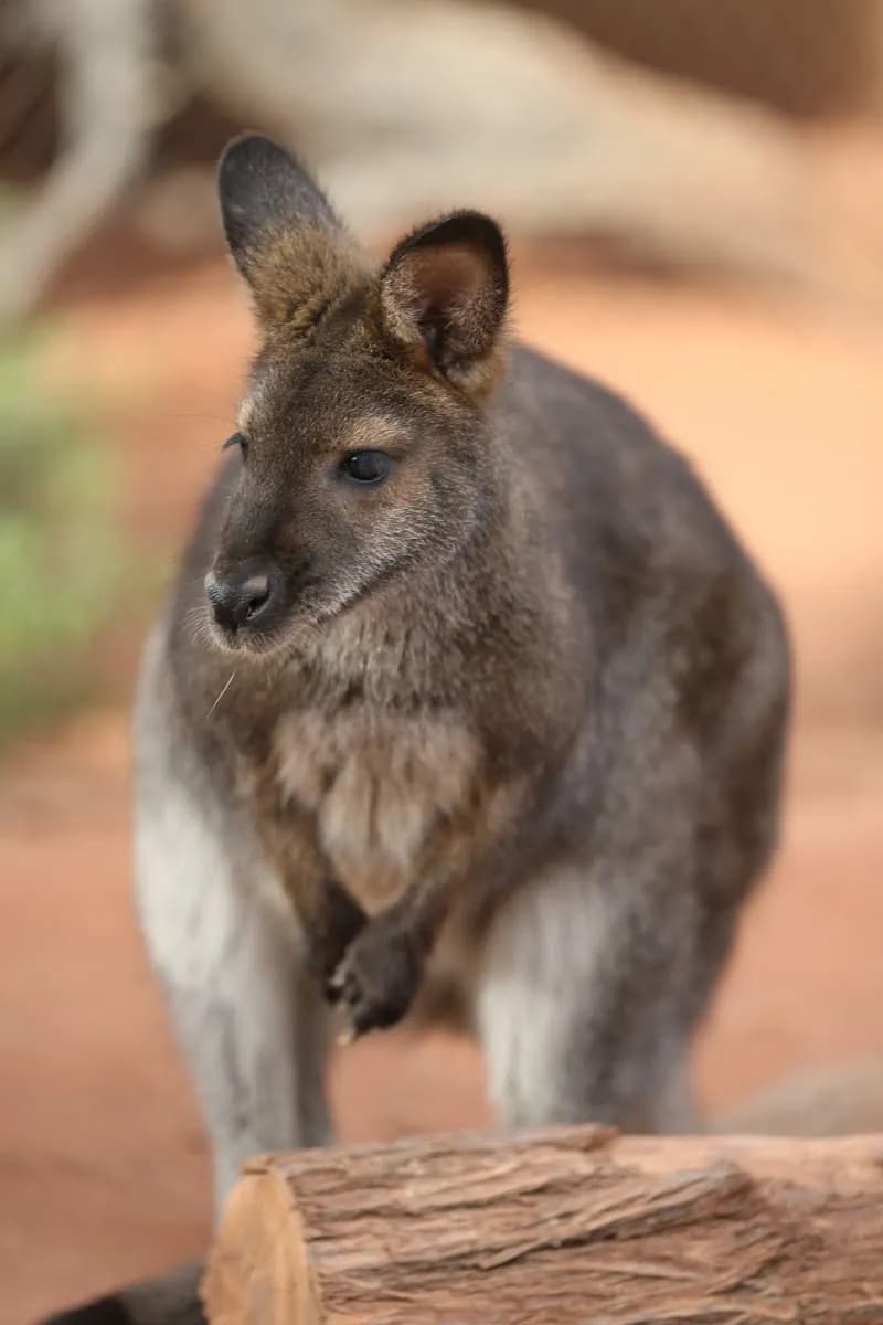 View of The Living Desert Zoo and Gardens in Palm Springs, CA