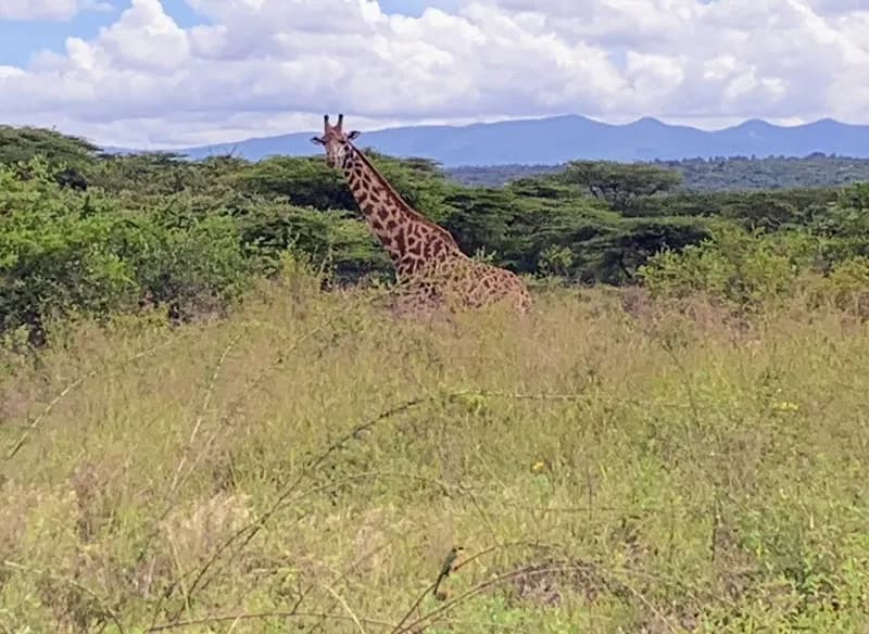 View of The Nairobi National Park Visitor Centre in Nairobi, NBO