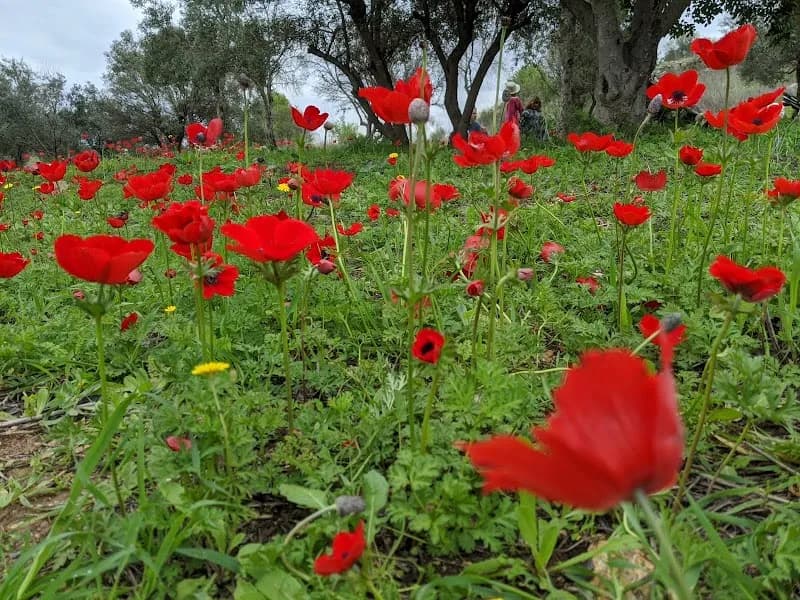 The Nations Forest park in Maccabim-Reut, TA