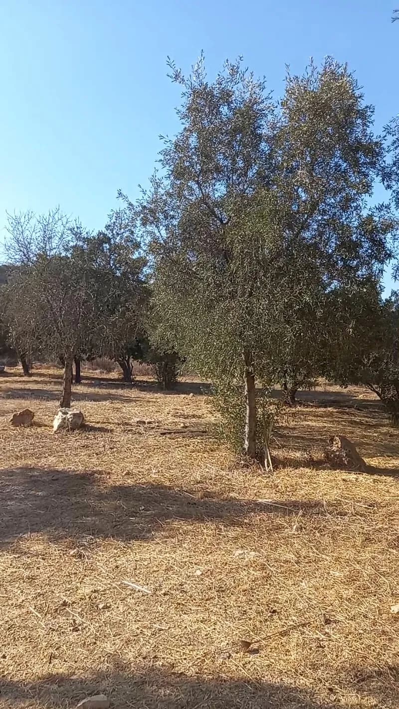 View of The Nations Forest in Maccabim-Reut, TA