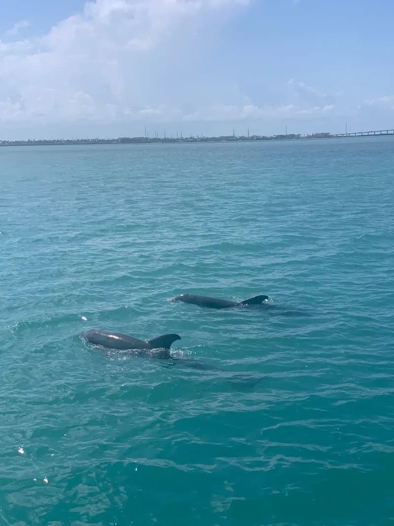 View of The Original Dolphin Watch in South Padre Island, TX