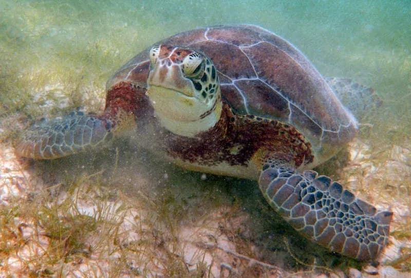 View of The Snorkel Shop in Puerto Aventuras, QR