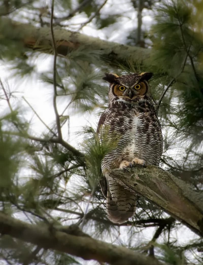 View of Thicksons Woods in Whitby, ON
