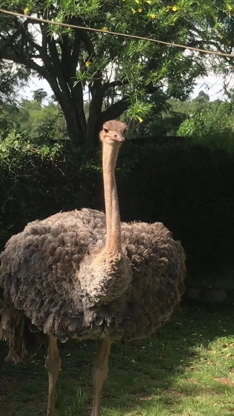 View of Thika Falls in Thika, Nairobi