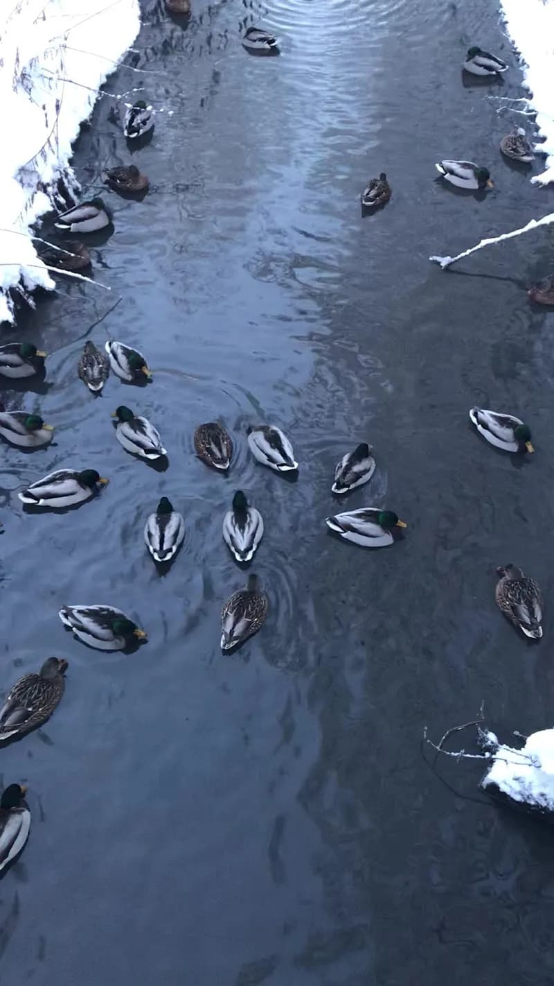 View of Thurmaninpuisto in Kauniainen, Uusimaa