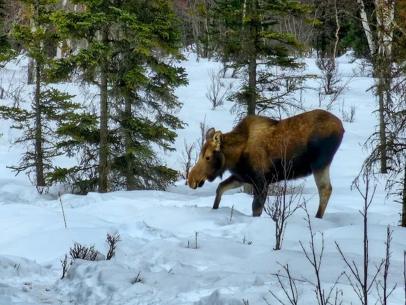 View of Tikishla Park in Anchorage, AK