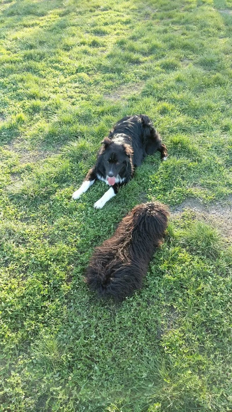 View of Toad Hollow Dog Park in Land Park, CA
