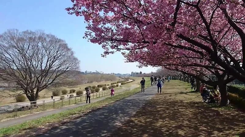 View of Todoroki Ryokuchi Kawasaki in Kawasaki, Kanagawa