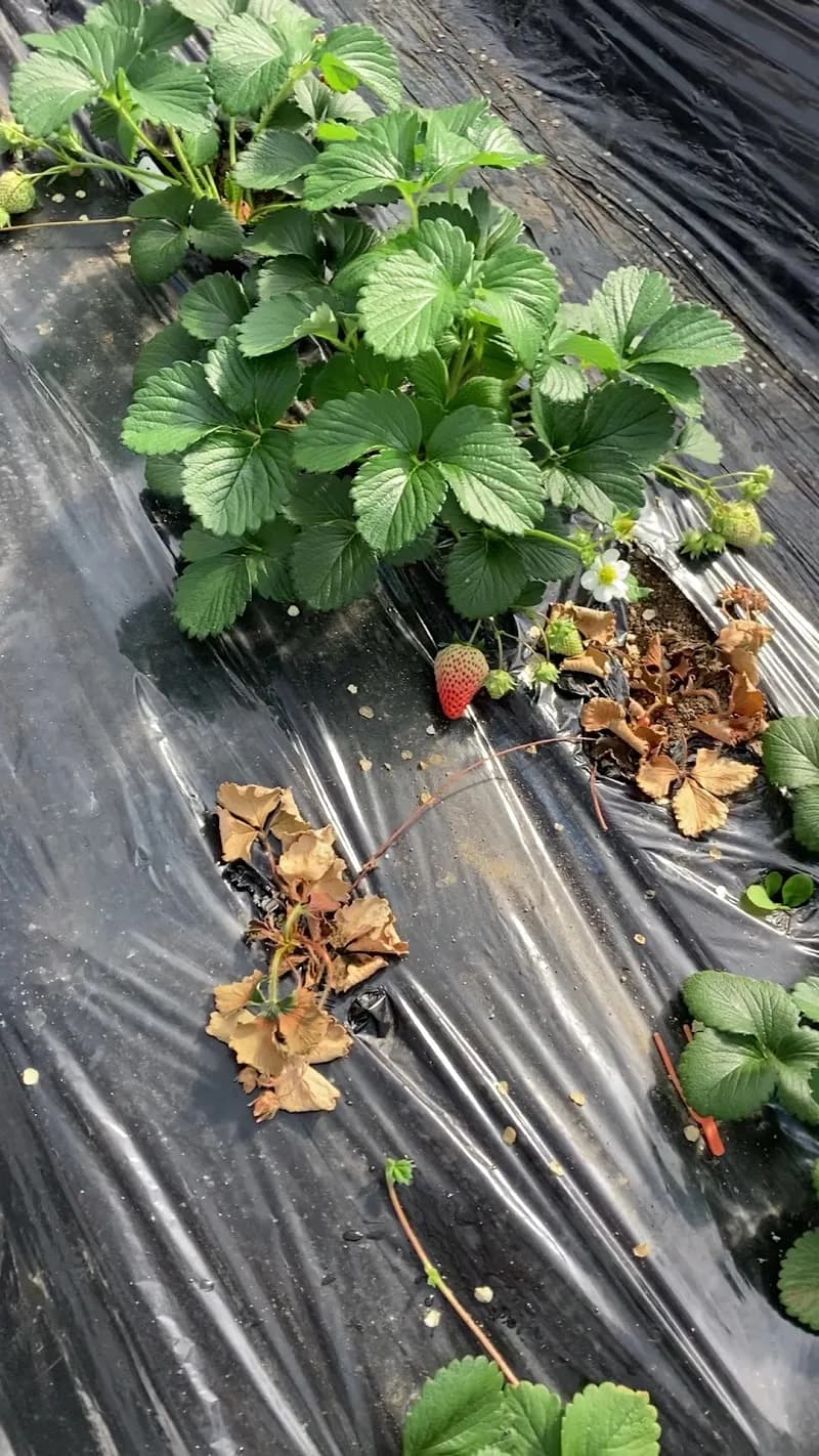 View of Tondabayashi Agricultural Park - Savor Farm in Tondabayashi, Osaka