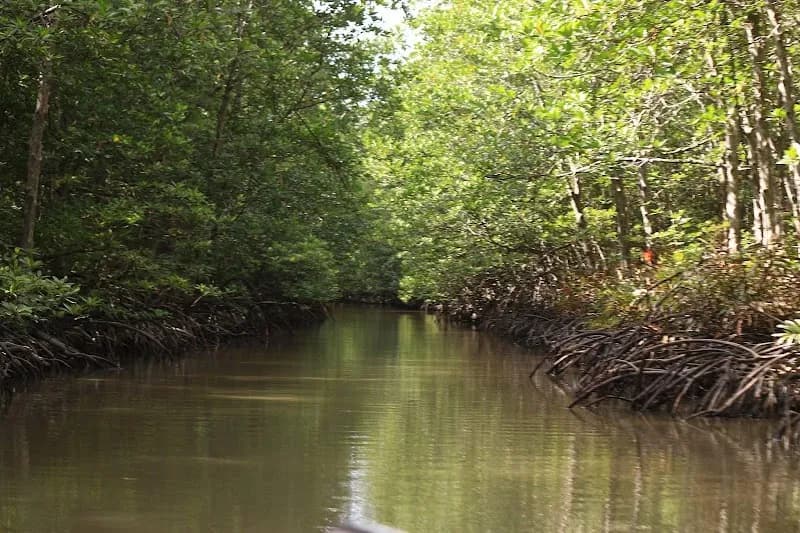 Tourism Rung Sac Can Gio tourist attraction in Nha Be, HCMC