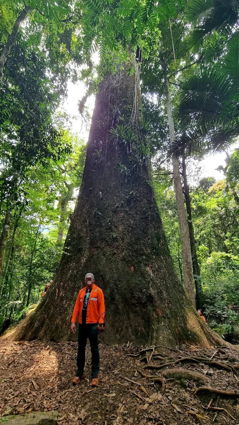 Trail Jequitibá Rosa hiking area in Cachoeiras de Macacu, RJ