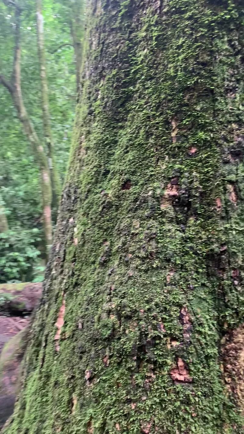 View of Trail Jequitibá Rosa in Cachoeiras de Macacu, RJ