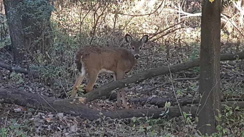 Trail Park park in Urbandale, IA