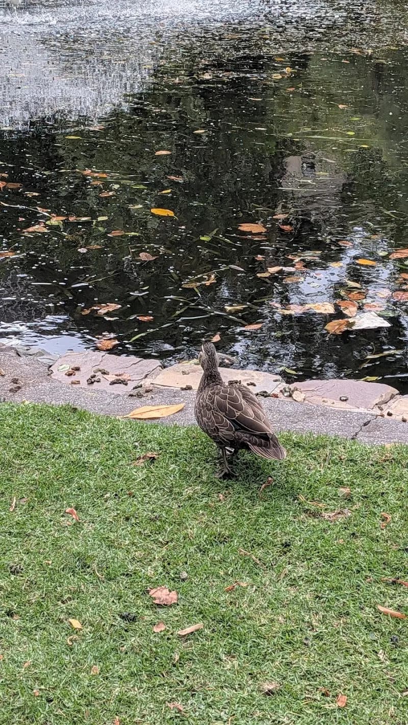 View of Treasury Gardens in Melbourne, VIC