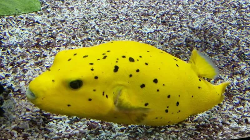 View of Tropicarium-Oceanarium Kft. in Budapest, BUD