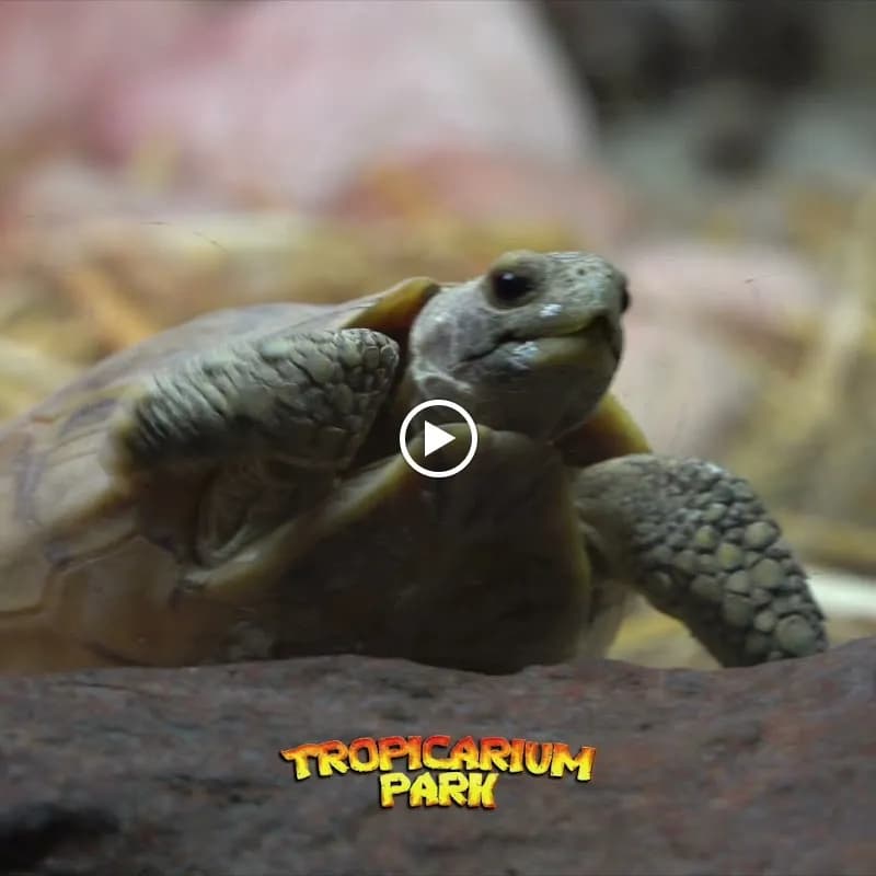 View of Tropicarium Park in Venice, VN