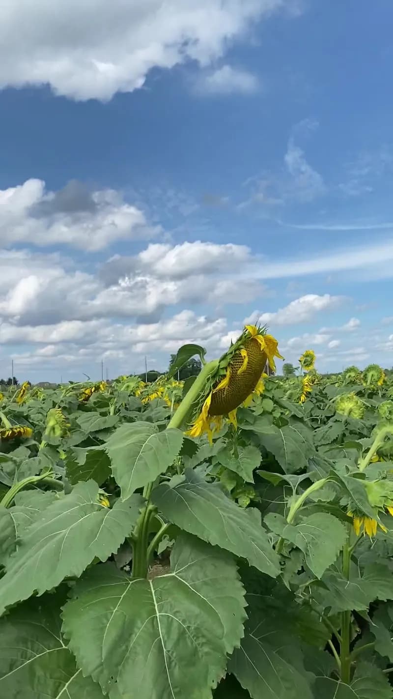 View of Tuttle Orchards in Greenfield, IN
