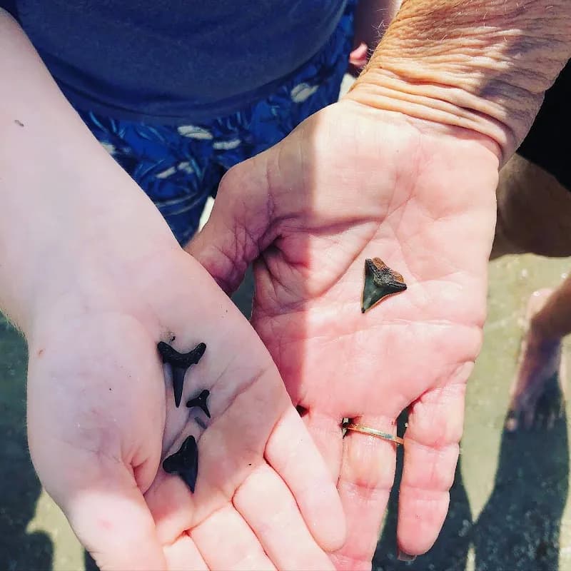 Tybee Shark Teeth Tours tourist attraction in Savannah, GA