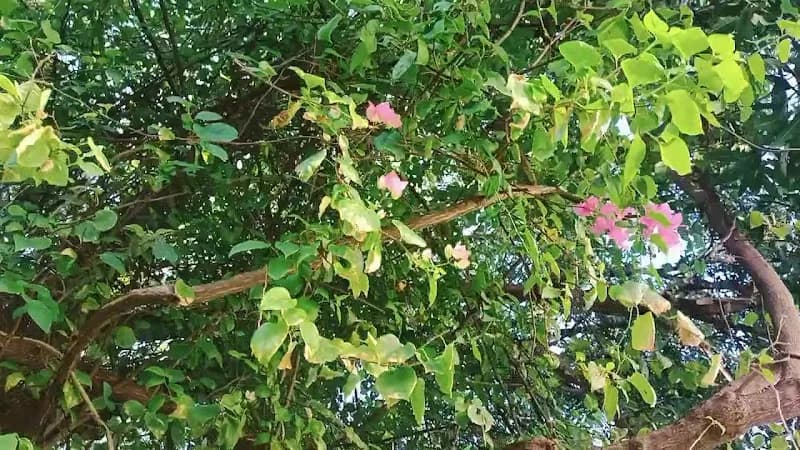 View of Upanga Jamatkhana Gardens in Upanga, DSM