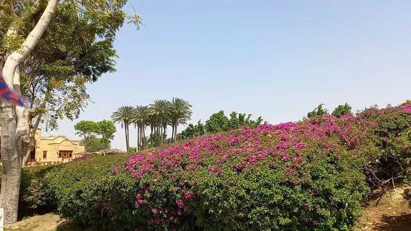 View of Urman Garden in Cairo, CAI